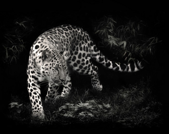 Leopard walking in dark forest