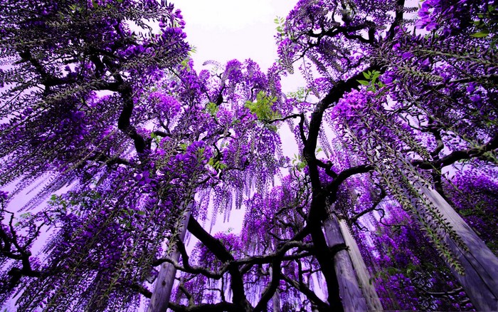 Purple Wisteria Tree