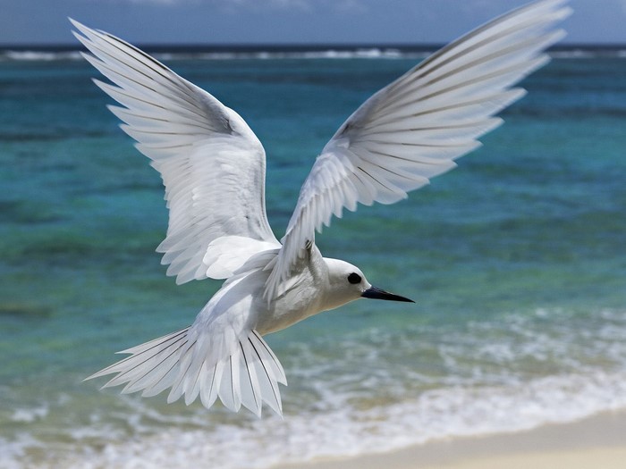 White bird flying over the ocean
