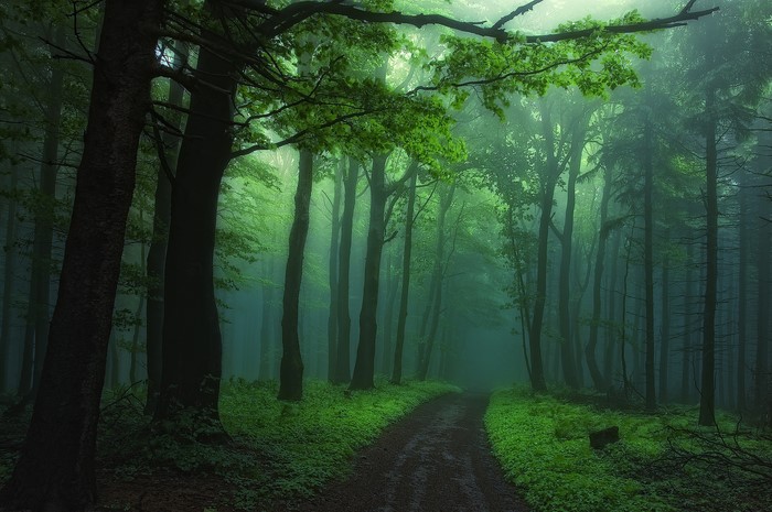 Misty forest path with green foliage and tall trees