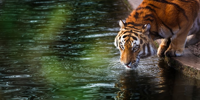 Tiger drinking water