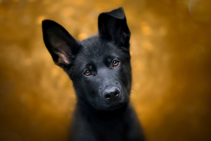 Black German Shepherd Puppy with Amber Eyes
