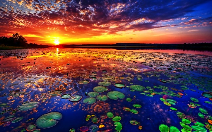 Sunset over a lake with water lilies