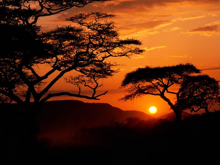 African sunset with acacia trees