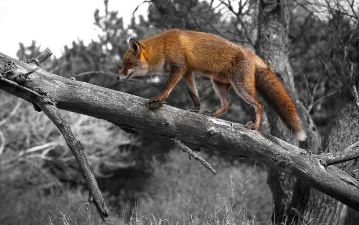 Fox walking on a fallen tree