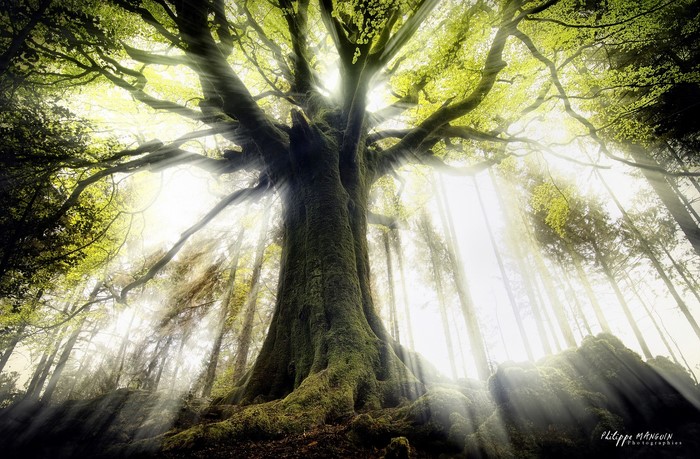 Sunbeams filtering through a large moss-covered tree in a forest