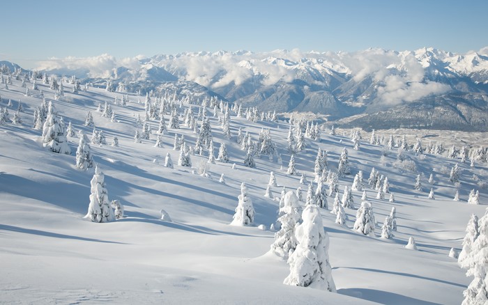 Snowy forest and mountains under a clear sky