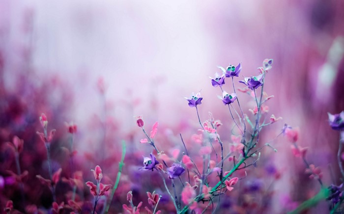 Purple and pink wildflowers in soft focus