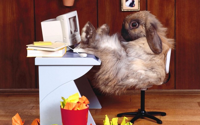 Rabbit at a Desk with Computer