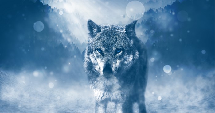 Wolf with Blue Eyes in Snowy Forest