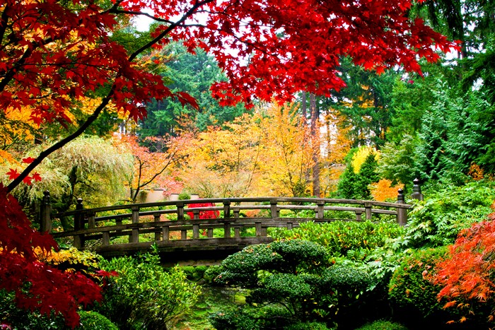 Japanese Garden with Wooden Bridge and Autumn Foliage