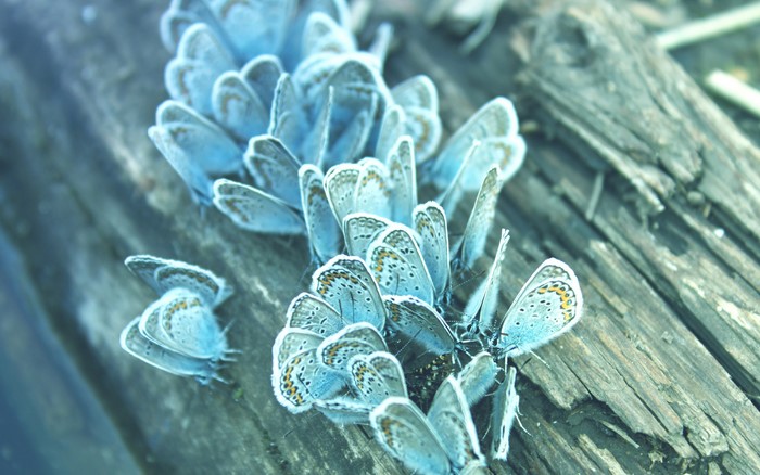 A cluster of blue butterflies on wood