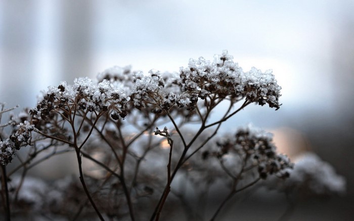 Frozen plant with ice crystals