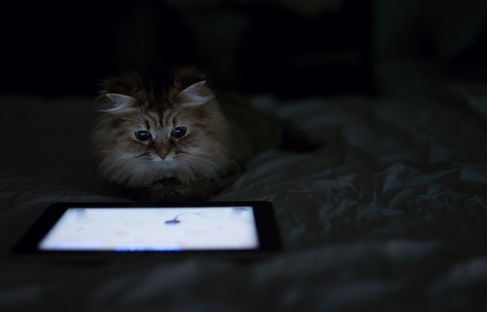 Fluffy cat looking at a tablet screen