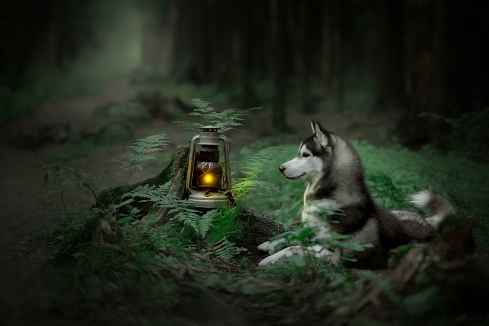 Husky dog by a lantern in a forest
