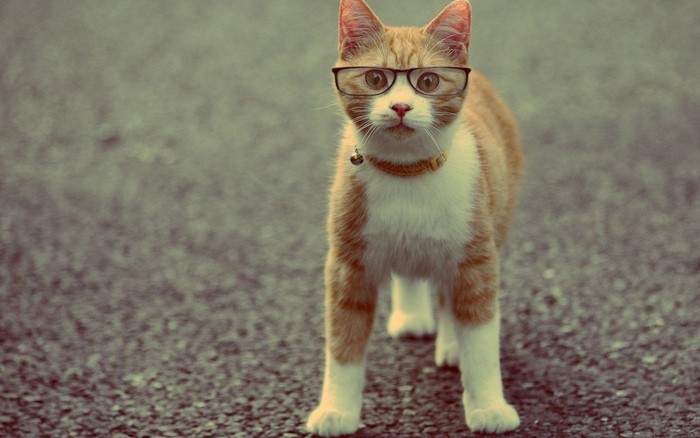 Orange tabby cat wearing glasses