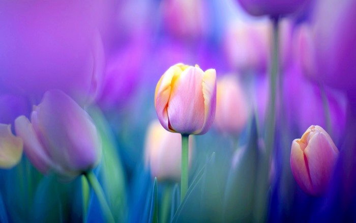 Tulips in soft focus with purple and pink hues