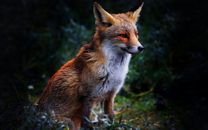 Red fox sitting in tall grass