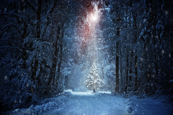 Snowfall in a winter forest with a path