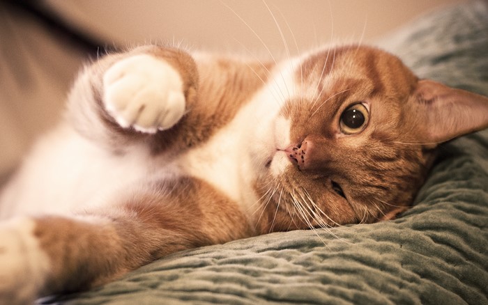 Orange tabby cat lying on a textured surface
