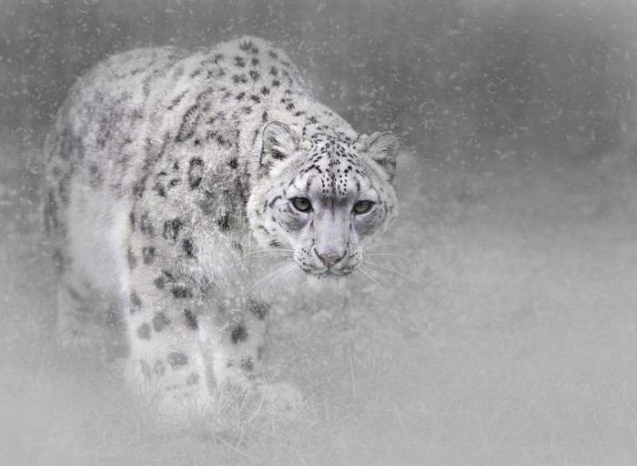 Snow Leopard in Snowfall