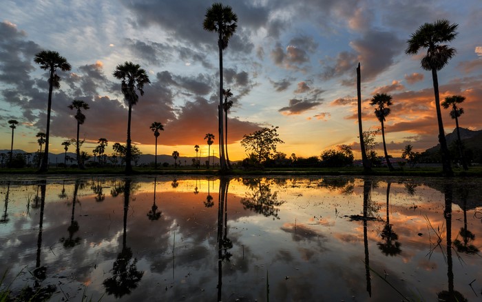 Palm trees reflected in water at sunset