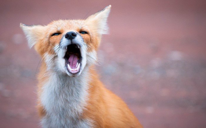 Fox yawning with mouth wide open