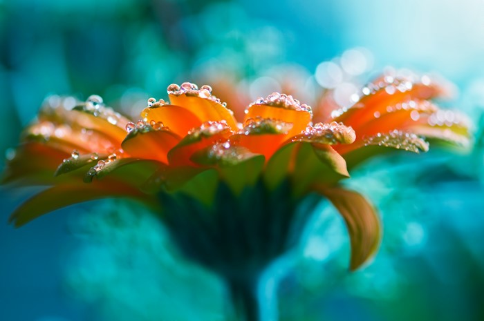 Close-up of a dew-covered orange flower