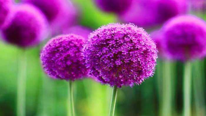 Close-up of purple Allium flowers