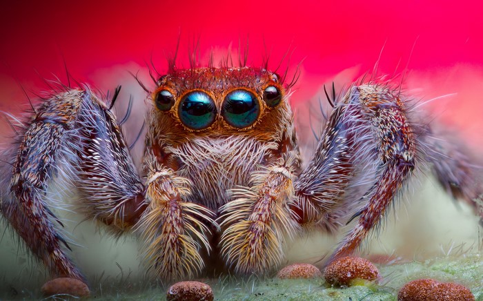 Close-up of a Jumping Spider