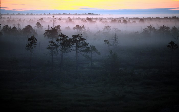 Misty forest landscape at sunrise