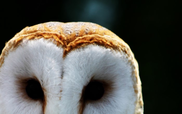 Close-up of a Barn Owl's face