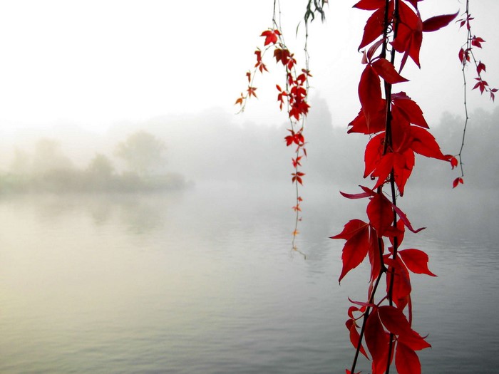 Red leaves hanging over a foggy lake
