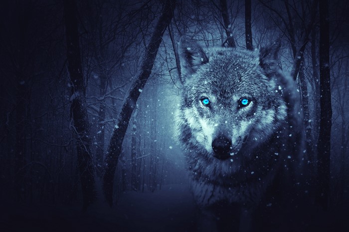 Wolf with blue eyes in a snowy forest