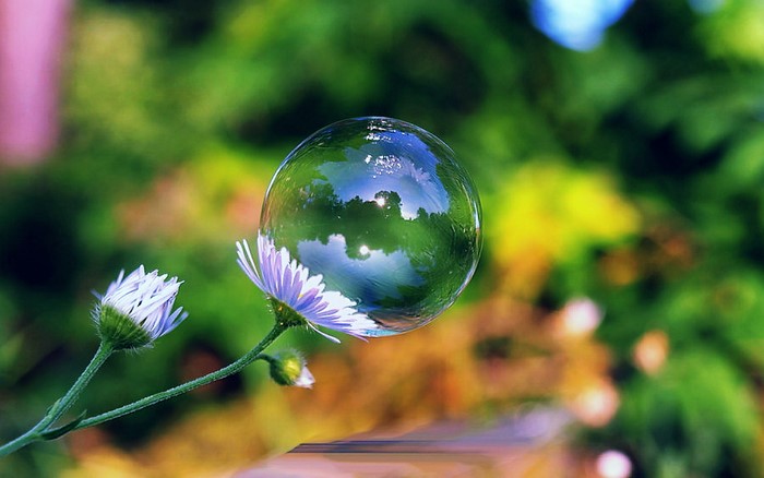 Bubble on a flower with reflection