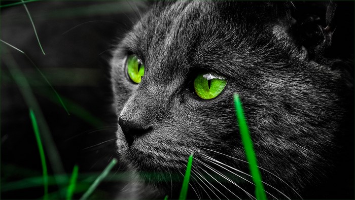 Close-up of a gray cat with bright green eyes