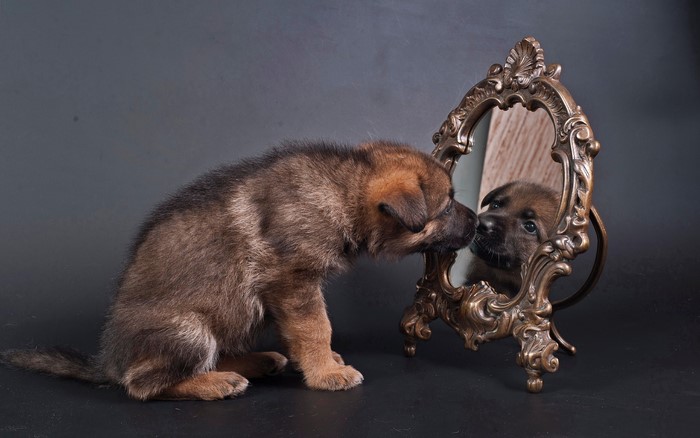 Puppy looking at itself in a mirror
