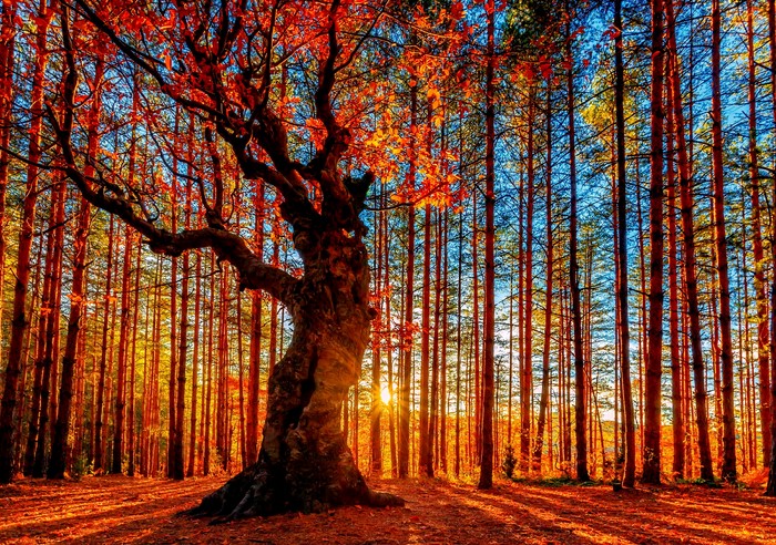 Autumn forest with a large tree and sunbeams