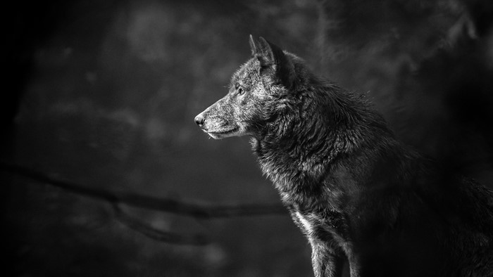Black and white portrait of a wolf