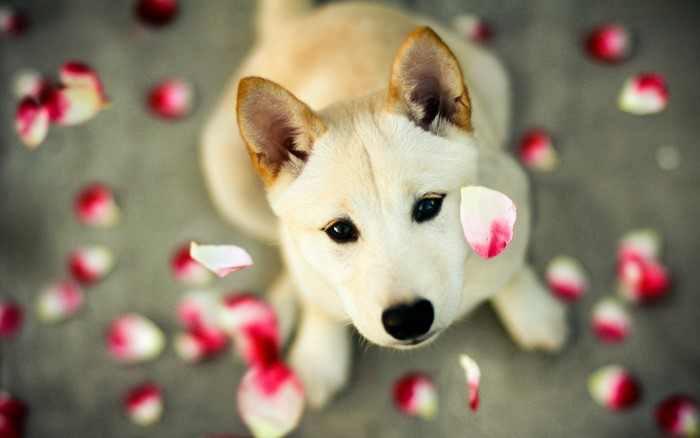 Shiba Inu dog surrounded by rose petals
