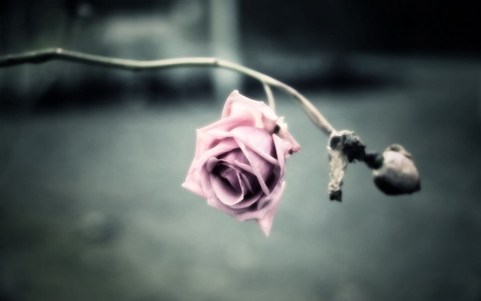 Pink rose on a branch