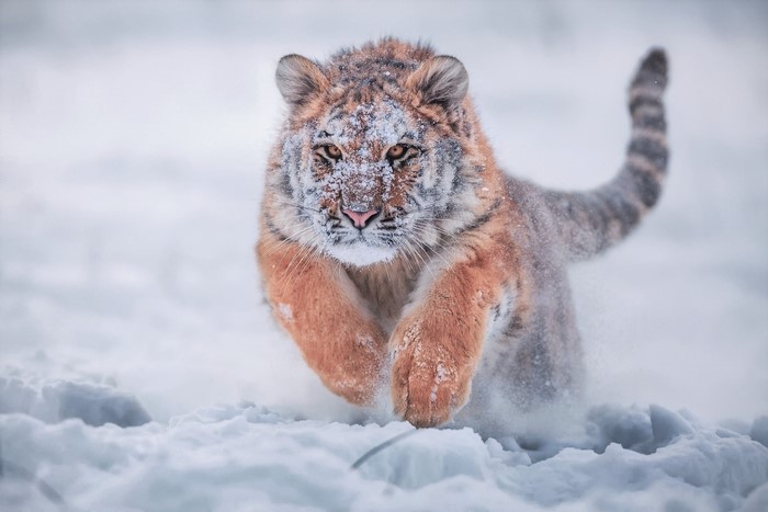 Young Siberian Tiger Running Through Snow