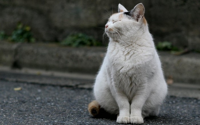 Calico cat sitting on asphalt