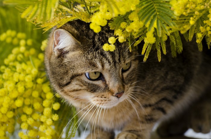Tabby cat peeking through yellow mimosa flowers