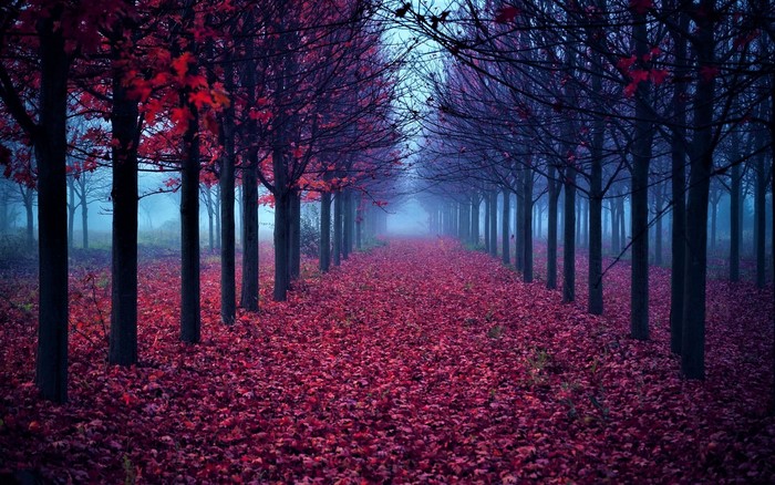 Autumn path covered in red leaves with trees