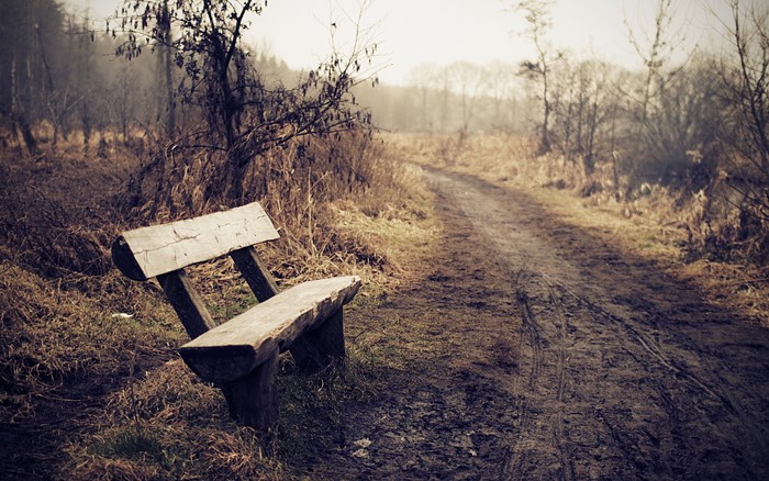 Wooden bench on a muddy path in a forest