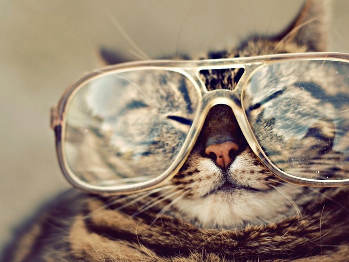 Cat wearing glasses