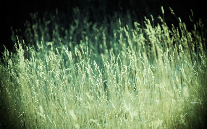 Field of tall grass with dark background