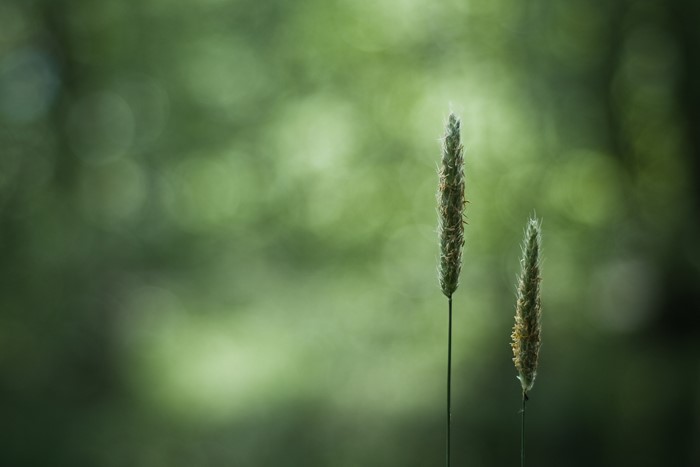 Two blades of grass in a forest