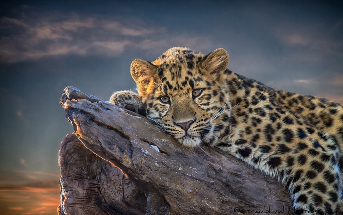 Leopard resting on a rock at sunset